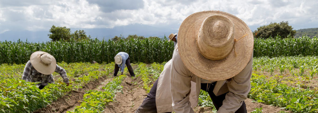 Connect communities across Mexico